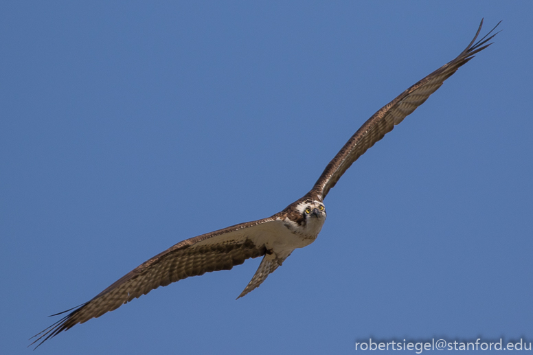 osprey